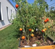Mon potager