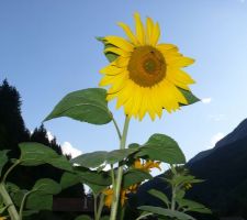 Tournesol