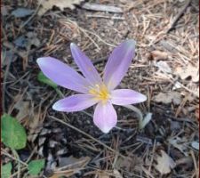 Colchique d'automne sur le terrain