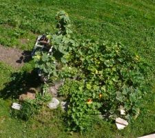 Jardin vu du toit, 14 septembre 2019