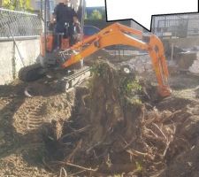 Dessouchage arbre dans l'allée.