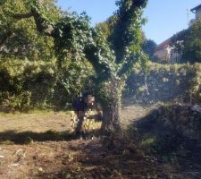 Au revoir au cerisier un milieu de la futur maison.