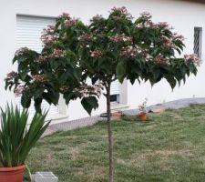 Le Clérodendron en fleur. Une merveille, il sent si bon.