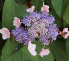 Si vous voulez avoir des guêpes (pas des abeilles), plantez un Hydrangea 'Hot chocolate'