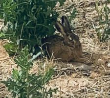 Un visiteur inattendu... Il a l'air d'apprécier l'ombre des chardons...
