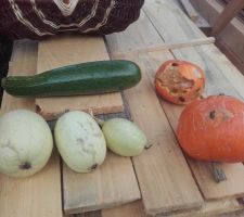 Récolte d'automne : la dernière courgette (probablement), une courge qui commence à s'abîmer, une autre toute bouffée (je la remets au jardin) ; et les 3 courges spaghettis : pas mure, mais la plante est toute crevée, rien ne se passera plus pour elles, on verra si elle sont mangeables.
Mais il y a d'autres courges que je laisse encore quelques jours au jardin.