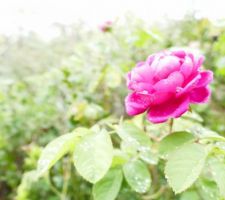 Le jardin après la pluie...