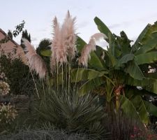 Après un an et demi de plantation mon herbe de la pampa rose fleuri