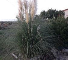 Après un an et demi de plantation mon herbe de la pampa blanche fleuri