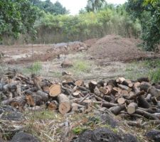 On a été obligé de couper des arbres. Bois pour carry feu de bois en prévision...