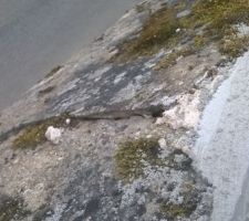 Le mur de clôture a été repris, mais pas le chapeau qui est en très mauvais état