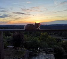 Chat perché