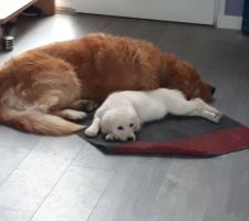 Nos deux golden retriever : Hélios (7 ans) et Pandore (10 semaines)