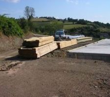 Le douglas vient d'arriver(premier semis)