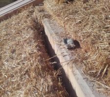Vide à combler, finalement en bourrant de la paille en vrac (plutôt que mettre un rangée de moins, et les bottes coupées contre la panne, et des bottes recoupées à la longueur entre)