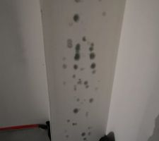 Moisissures