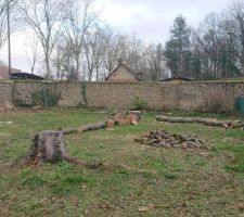 Abattage des arbres
