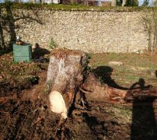 Petite souche dessouchée!! Plus que 3, mais plus petite...