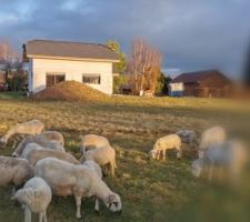 Les moutons de la Chevrerie, "les chapellines, viennent nous saluer.