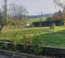 Après abattage arbre