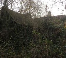 Une partie des ruines cach&eacute;e dans la for&ecirc;t vierge