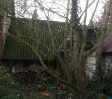 Une partie des ruines cach&eacute;e dans la for&ecirc;t vierge