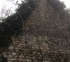 Une partie des ruines cach&eacute;e dans la for&ecirc;t vierge