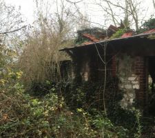 Une partie des ruines cach&eacute;e dans la for&ecirc;t vierge