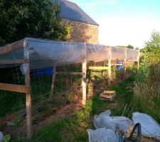 L'espace tomates :
12 m de long, 1.5 m de large et 1.9 m de haut, de 30 à 36 pieds, avec quelques haricots le long des poteaux.
Orientation sud ouest, avec un bâtiment de protection à l'est, qui coupe les vents les plus froids en début de saison.