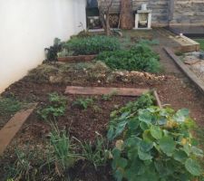 Vue sur le potager de l'autre côté :)
Au premier plan : le carré d'aromatique avec capucine, aïl, oignons, pommes de terre. Tout à gauche, le romarin et la ciboulette.
Ensuite, un rang de pois gourmand qui a levé hier (semé le 14 janvier).
Puis une zone de compostage de surface.
La partie avec la tétragone cornue, les blettes, les poireaux et les fèves.
Au fond, la salade, les brocolis. Puis la zone "cuisine d'été"