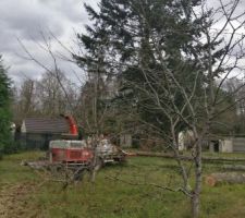 Les arbres en train d'être coupés