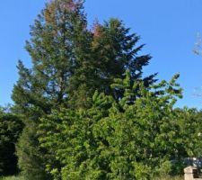 Les arbres étés 2019