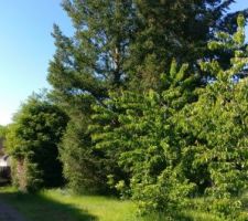 Les arbres étés 2019
