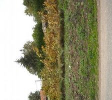 Terrain apr&egrave;s avoir abattu le marronnier au milieu...