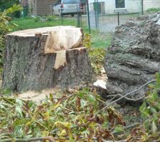 Reste de la souche...