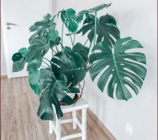 Monstera