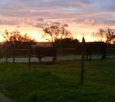 Mes voisins au petit matin, vive la campagne