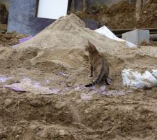 Tas de sable = chat ... hem ...