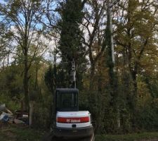 Abattage d'un arbre mort à l'entrée du chantier