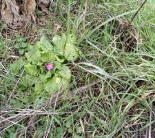 Primevère, le printemps arriverait-il ?