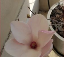 Le magnolia fleurit avec 1 mois d'avance...