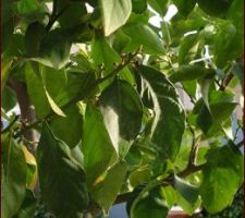 Début février et le citronnier continue à préparer ses fleurs...