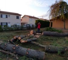 Fin de journ&eacute;e , arbres au sol !