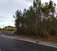 Le terrain &agrave; d&eacute;boiser