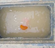 Compteur d'eau noyé