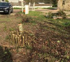 Coupe des arbres