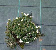 Iberis sempervirens qui commence à fleurir