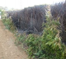 La clôture et la haie détruite par le feu