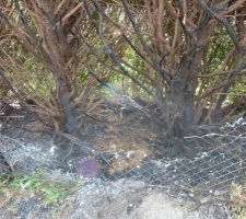 La clôture et la haie détruite par le feu