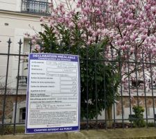 L'affichage se poursuit, et le magnolia fleurit de plus en plus...